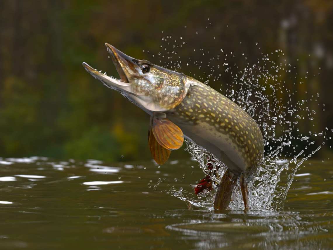 Northern-Pike-Rough-Rock