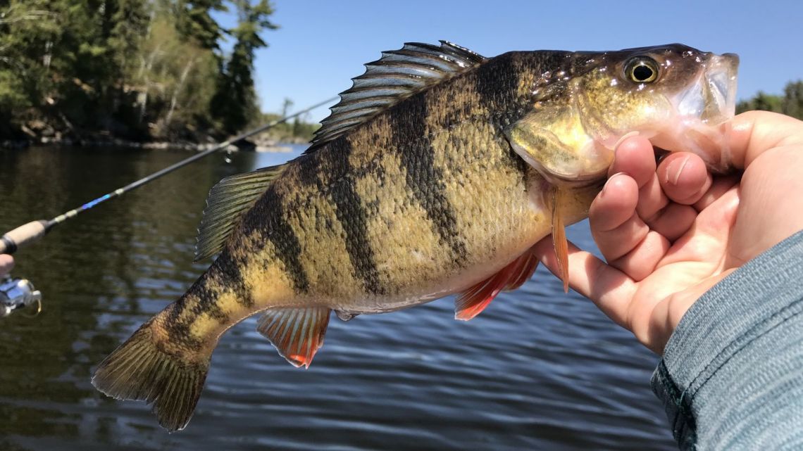 ontario-Summer-fishing-report-2018-perch-title