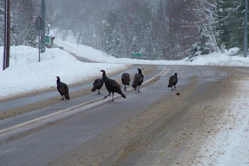 Wild-Turkeys-getting-off-Hwy-35-near-Dorset-Ontario